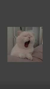 Pin Oleh Alfianii Di C U T E Wallpaper Iphone Lucu Wallpaper Kucing Wallpaper Android