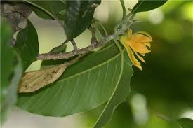 Image result for Magnolia champaca