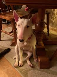 What to do for an itchy piglet with sensitive skin?