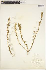 Image result for Leucas capensis