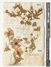 Image result for Hibiscus pusillus