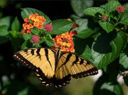 He landed on my shoulder for a brief few seconds and then went back to the mums for more nectar. Plants That Attract Butterflies Appropedia The Sustainability Wiki