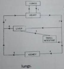 The cardiovascular system is made up of the heart and blood vessels. Label The Blood Vessels 1 3 5 And 7 Ii Name The Blood Vessel That Supplies The Wall Of Theheart With Brainly In