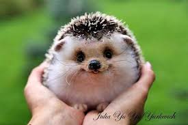 See also animals stock footage. 150 Cute Animals Ideas Cute Animals Animals Animals Beautiful