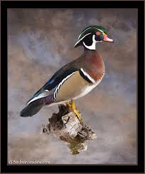 Wood Duck Mount Wood Duck Mounts Waterfowl Taxidermy Duck Mount