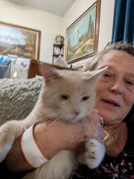 QB is looking for his forever home!! I am currently fostering QB through  Cincinnati Animal CARE. Adoption fee is $40 QB is about 3 years old  Microchipped and vaccinated💉 Neutered 🚫 Great