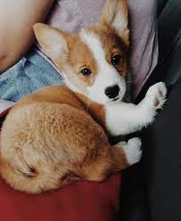 Everything Corgi Cute Animals Corgi Puppy Fluffy Puppies