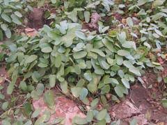 Image result for Aponogeton desertorum