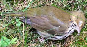 One little monkey sitting in a tree, teasing mr. Watching A Bird Die Psychology Today