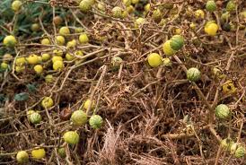 Image result for Solanum viarum