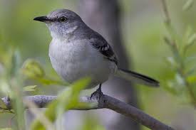 Birds Of Southeast Texas Mockingbird Backyard Birds State Birds Bird