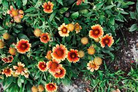 Is Blanket Flower Poisonous