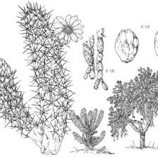 Identified early, most of these problems can be remedied — or at least reduced to tolerable levels. Cylindropuntia Fulgida Drawn By W Roux First Published In Henderson Download Scientific Diagram