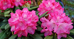 Der schnitt sollte nicht zu spät erfolgen, um die knospen nicht. Rhododendron Schneiden So Wird S Gemacht Mein Schoner Garten