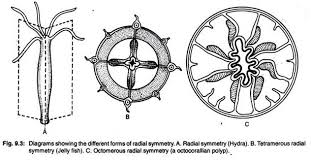 Maybe you would like to learn more about one of these? 5 Main Types Of Symmetry Seen In Animals