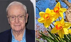 Michel Caine reveals bizarre secret to growing perfect daffodils