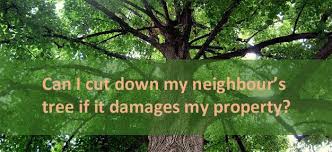 Palm tree don't have ring. Between A Rock And A Hard Place With Your Neigbour S Trees South Africa