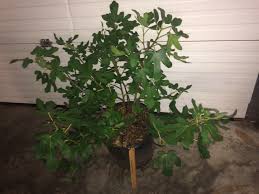 Big Box Store Fruit Trees