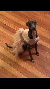 Gia And Her Easter Dress Italian Greyhound Dog Care Whippet
