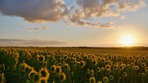 Namun, sampai kerumah dengan selamat adalah tujuan utama. 25 Kata Kata Tentang Sunrise Yang Kece Untuk Caption Ig 2021 Poskata