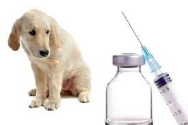 Il vaccino per la Leishmaniosi: dubbi e vantaggi | Prevenzione e cura |  Salute | Magazine