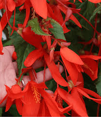 Image result for Artabotrys stolzii