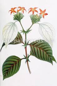 Image result for Mussaenda