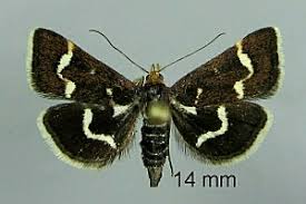 Image result for Pyrausta nigrata