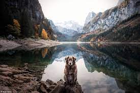 Heartwarming Snaps Show Dogs In Europe S Most Stunning Landscapes In 2021 Landscape Rescue Dogs Dogs
