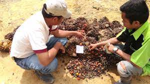 Brondolan terdiri dari daging buah (mesocarp) dan biji. Budidaya Kelapa Sawit Tugas Mandor Panen