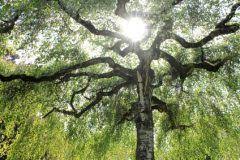 Allerdings sind diese belange völlig unabhängig davon zu prüfen, wann das fällen oder schneiden erfolgen soll. Hange Birke Betula Pendula Steckbrief Schneiden