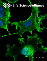 Image result for Meiosperma debile