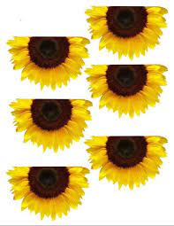 Free Free 284 Sunflower Waterslide Svg Free SVG PNG EPS DXF File