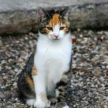 What Color Is Your Cat In 2020 Cats Tabby Cat Tortoise Shell Cat