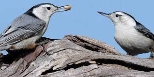 The breeding season often starts between early may and june, and nests are built in tree cavities or abandoned woodpecker holes. Bird Of The Week White Breasted Nuthatch Kern Audubon Society