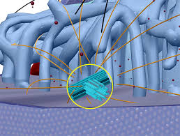 What is a centriole and what it does in a cell: Word Games Centrosome Vs Centrioles