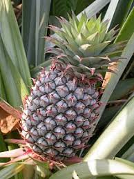 Bromeliaceae Wikipedia The Free Encyclopedia Ananas Fruits Et Legumes Fruits