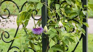 Plant next to a trellis, tree trunk, or open framework to give stems support. Popular Flowering And Vines And Climbers