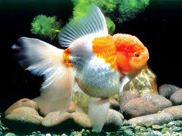 Ada beberapa cara memelihara ikan arwana dalam akuarium yang perlu anda perhatikan, antara lain sebagai media hidup, akuarium menjadi aspek yang penting dalam memelihara ikan arwana. Tips Cara Memelihara Ikan Mas Koki Di Aquarium Bulat Budidaya Ikan Mas Koki