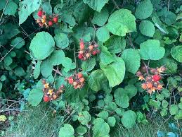 Image result for Dark Wineberry 1993 FLSTF