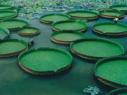 king lotus in baihe tainan taiwan 台南白河蓮花 tainan taiwan scenery