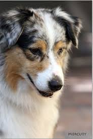 Waterfall Australian Shepherds In Minnesota