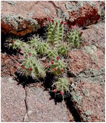 To all who share an interest in succulents and cacti, we wish you good growing. Pushing The Limits With Cacti And Succulents In Cold Climates 26