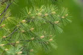 Close Up Of Eastern White Pine Pinus Strobus Eastern White Pine White Pine Tree Identification