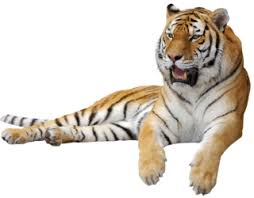 5 png files (transparent background, 300dpi, 6x6) 1 eps vector file changes: Tiger Png Tiger Transparent Background Freeiconspng