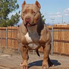 American Bully Nation On Instagram Tag Bullynation To Be Featured Want Some Free Awesome Led Collars And Leashes For Your Bu Dogs Pitbull Terrier Bully Dog