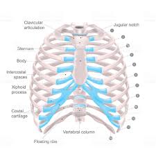 The ribs are shaped like crescents, with one end flattened and the other end rounded. Thoracic Cage Is Made Up Of Bones And Cartilage Along It Consists Of Thoracic Cage Anatomy Bones Anatomy Body