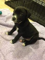 Please contact us for more information. Dog Ready For Adoption Labrador Retriever Mixed Medium Coat Named Domino In Keyport Nj Page Labrador Retriever Dog Adoption Labrador Retriever Puppies