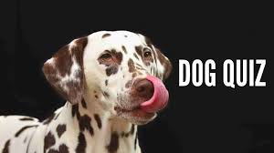 A collection of trivia questions about dogs. 25 Dog Quiz Questions And Answers How Much Do You Know