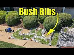 Best Way To Clean Up Clippings When Trimming Shrubs Google Search How To Trim Bushes Trimming Hedges Grass Edging